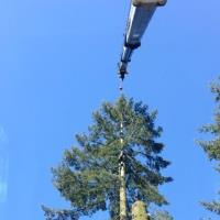 Tree removal service image 1
